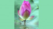 Family Resources