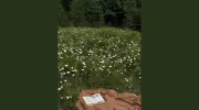 Humble Warrior Therapy