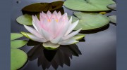 Intuitive Counseling
